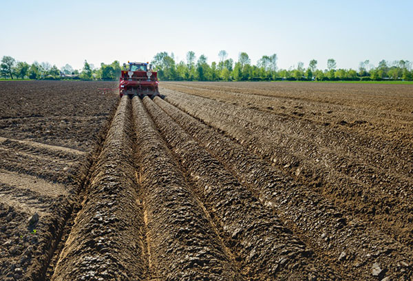 Подготовка на полето за засаждане на картофи