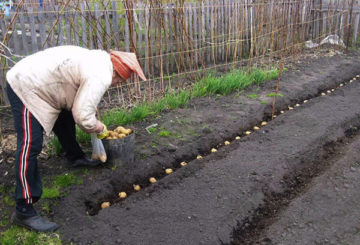 Plantando batatas em uma trincheira