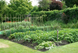 Grădină de legume din țară