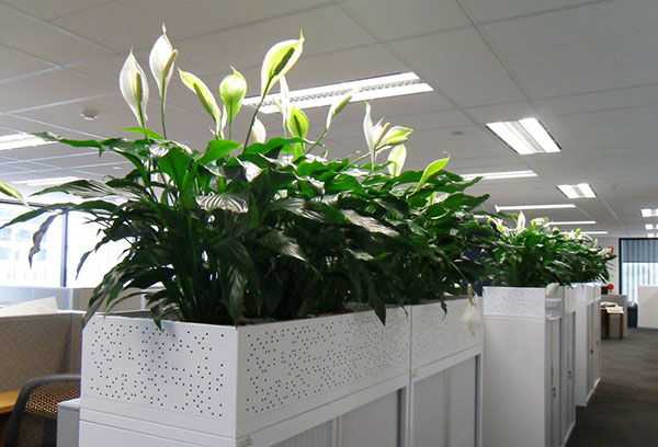 Spathiphyllum di pejabat