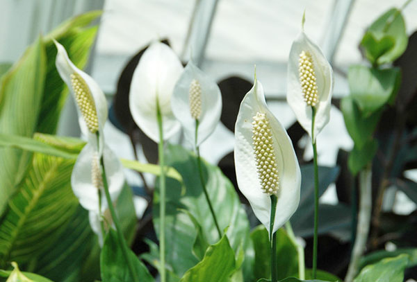 Spathiphyllum yang mekar