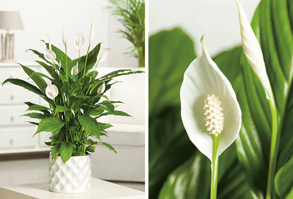 Spathiphyllum di bahagian dalam rumah