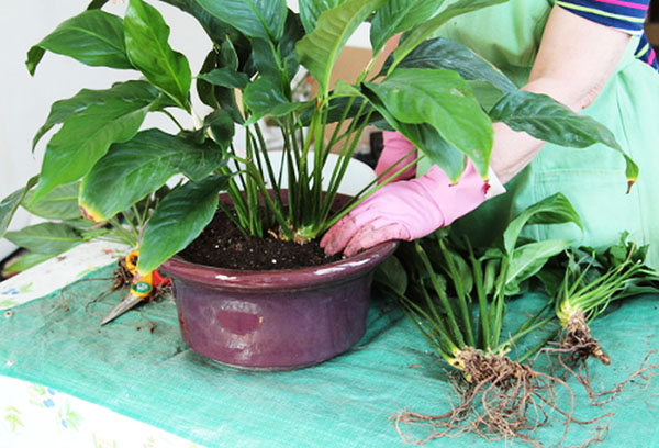 Spathiphyllum transzplantációs technika