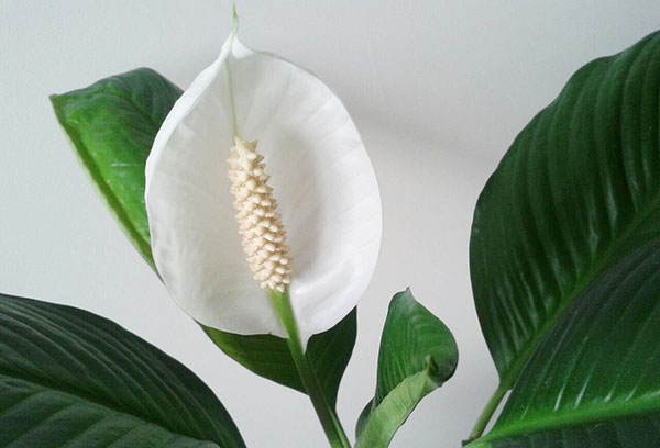 Spathiphyllum virág