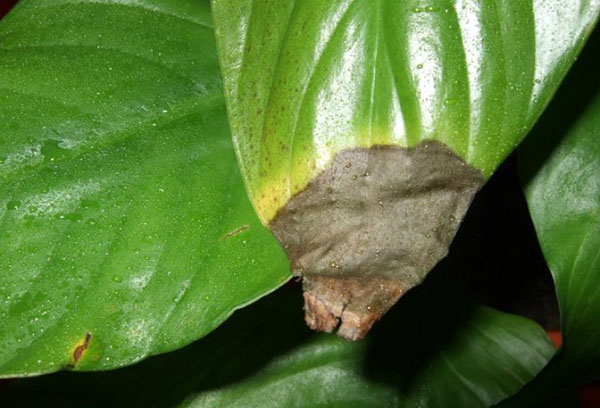 Daun spathiphyllum yang rosak