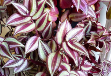 Feuilles de tradescantia lumineuses