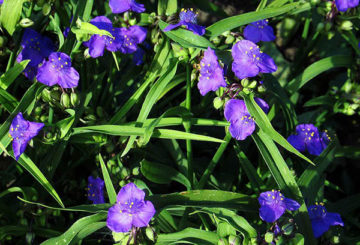 Flowering garden tradescantia