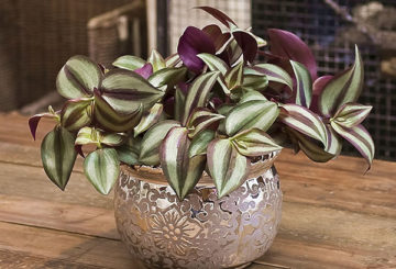 Periuk dengan tradescantia zebrin