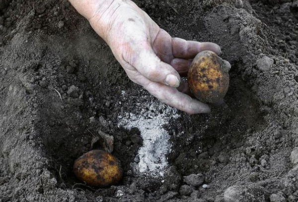 مقدمة الرماد عند زراعة البطاطس