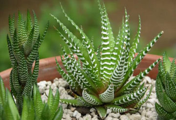 Haworthia egy bankban