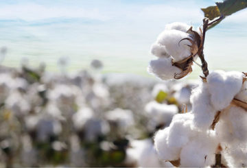 Plant de coton sur le terrain