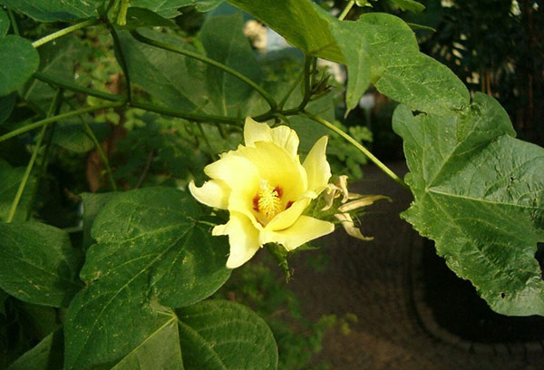 Жълто памучно цвете