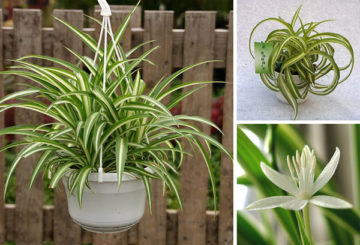 Cultiver du chlorophytum