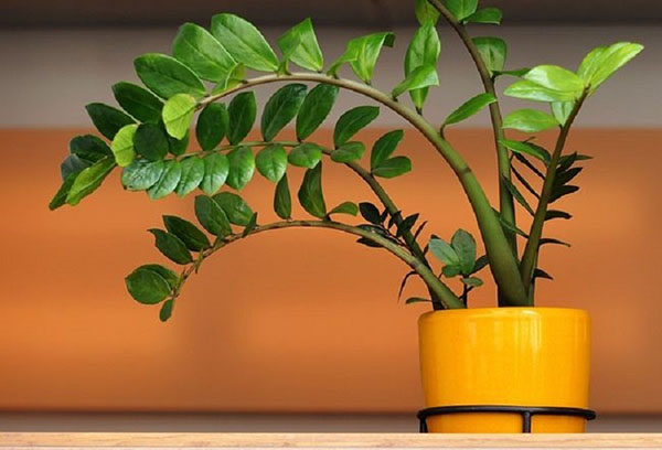 Zamioculcas dans un pot jaune