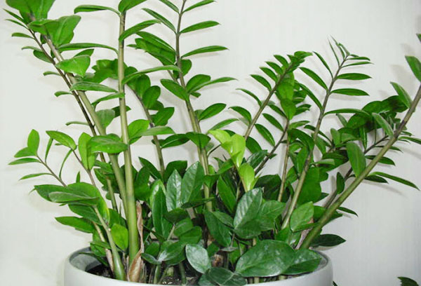 Zamioculcas dalam periuk lebar