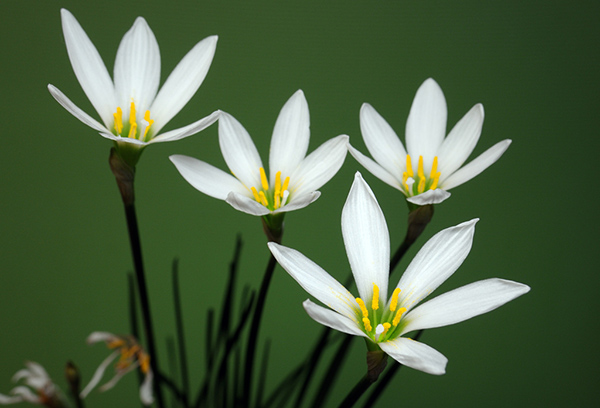 Zephyranthes blanco