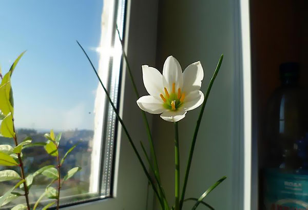 Zephyranthes en flor en el alféizar de la ventana