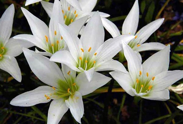 Bílé Zephyranthes