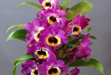 Çiçek açan orkide dendrobium nobile