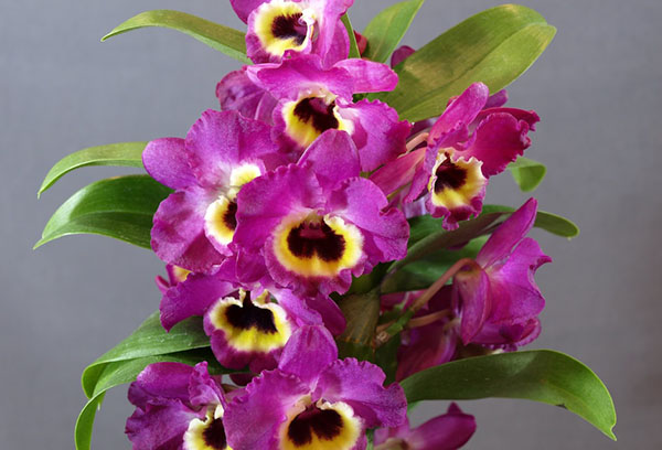 Цъфтяща орхидея дендробиум nobile
