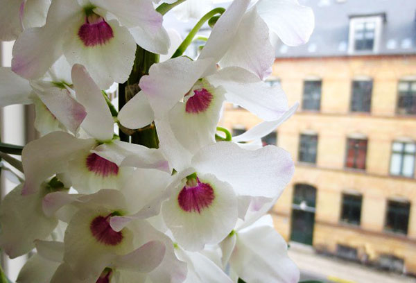 Орхидеята цъфти на перваза на прозореца
