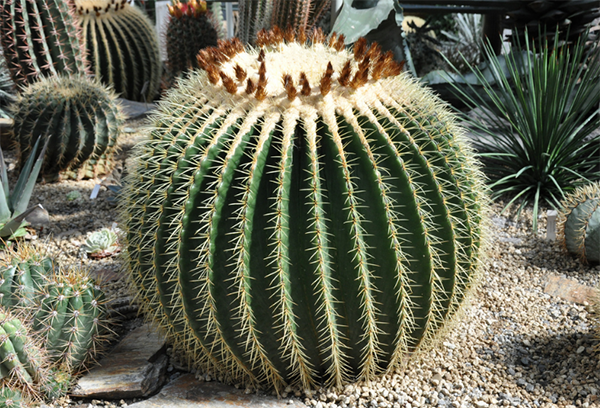 Echinocactus természetben