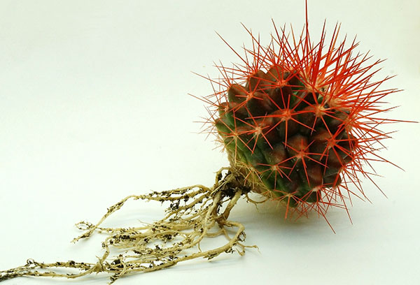 Echinocactus dengan akar dibebaskan dari tanah