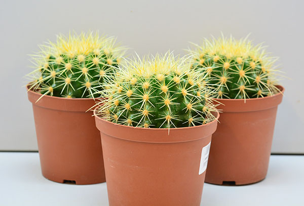 Edények echinocactus gruzoni-val