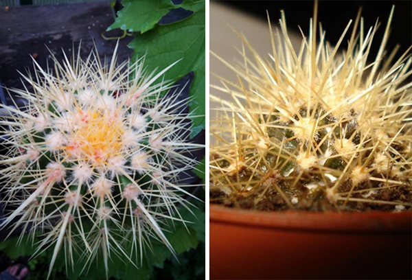 Gezonde en beschadigde exemplaren van echinocactus gruzoni