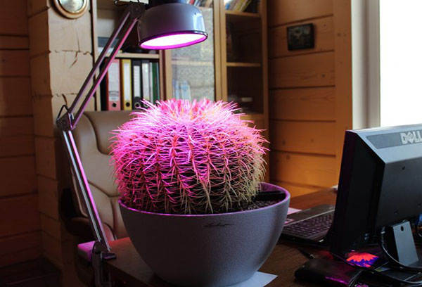 Melengkapkan echinocactus dengan phytolamp