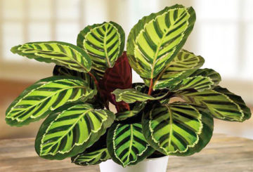 Periuk dengan calathea