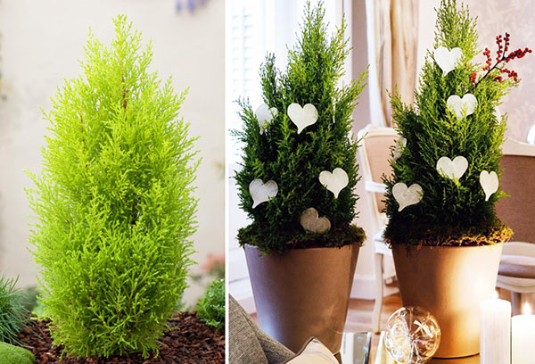 Types de cupressus