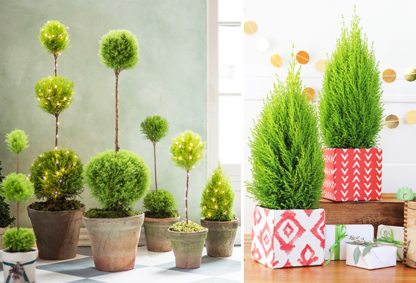 Cupressus em casa