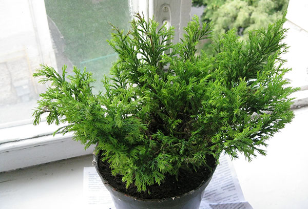 Pot met cupressus op de vensterbank