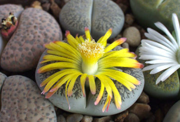 Lithops en fleurs