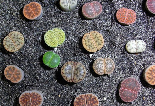 Verschillende soorten lithops