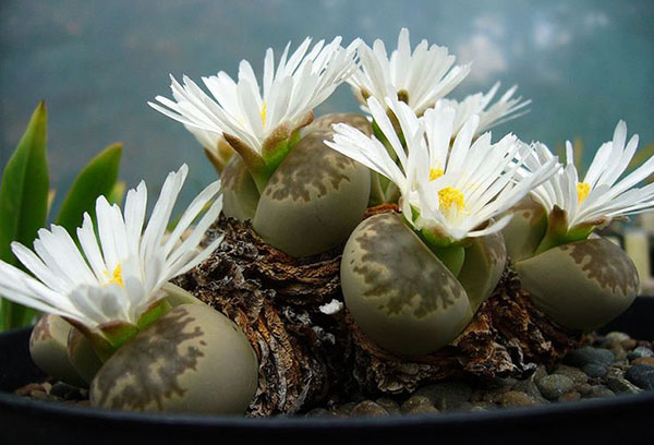 Bloeiende lithops