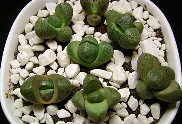 Zöld lithops egy fazékban