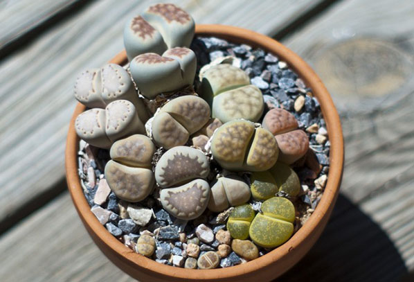 Pot met lithops