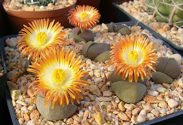 Bekas Lithops Blossom