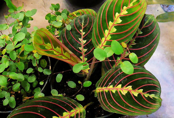 Pote com araruta tricolor