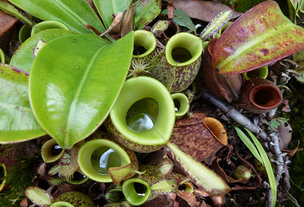 Nepentes dans le milieu naturel