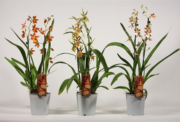 Cambria orchids in store containers