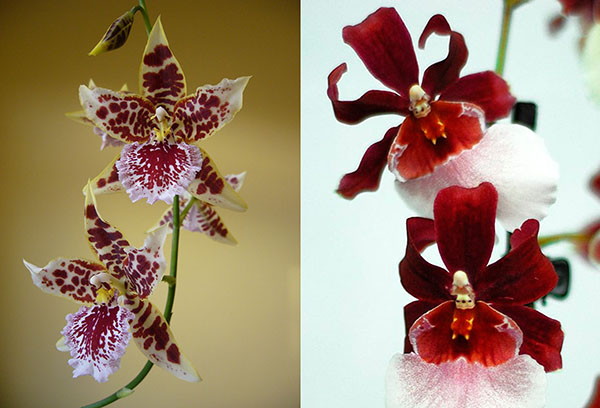 Different varieties of cambria orchids