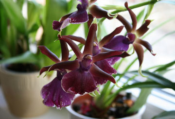 Kambrijos orchidėja