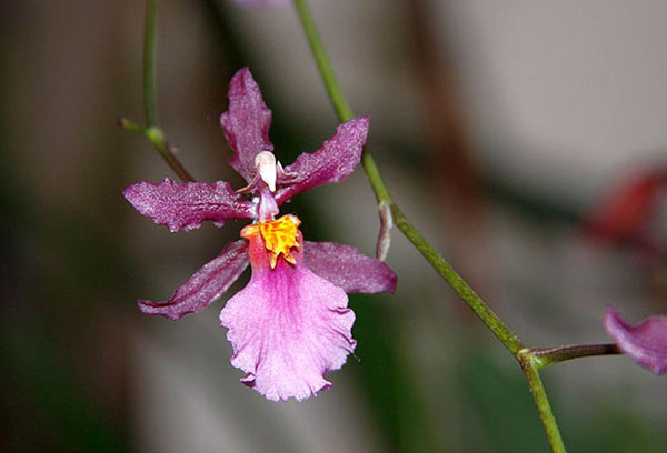 Kambrijas orhidejas zieds