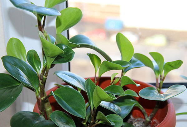 Pousses de peperomia à feuilles arrondies