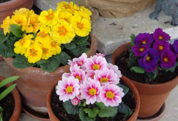 Primroses dalam pasu