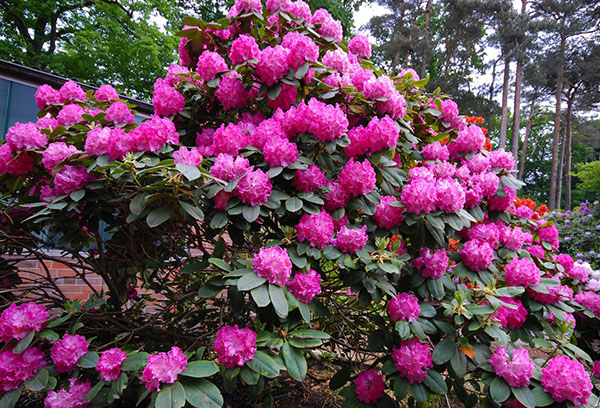 Rododendron înflorit