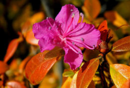 Rhododendron i höst